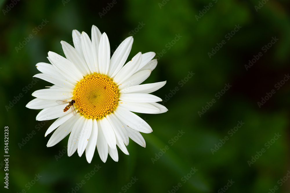 Beautiful daisy with bee on green background, close up photography, sunny day, herbal concept, Slovakia, Europe Beautiful daisy with bee on green background, close up photography, sunny day, herbal concept, Slovakia, Europe