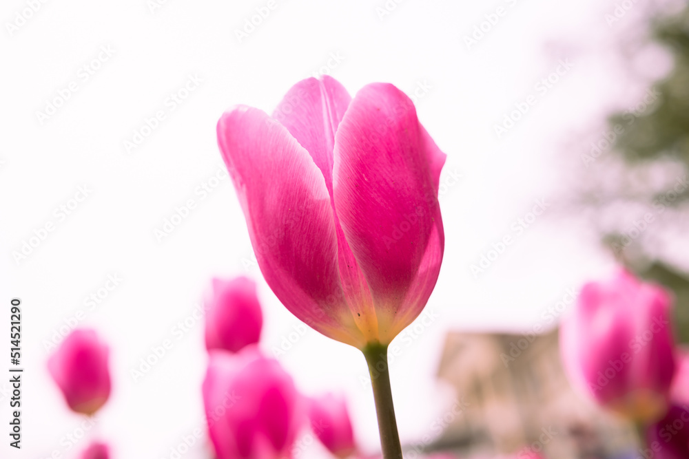 Obraz premium Pink tulip in focus. Closeup view of a pink tulip isolated on white sky