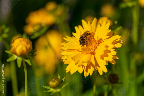 yellow coreopsis flowers with bee  close up photography  agriculture concept  Slovakia  Europe