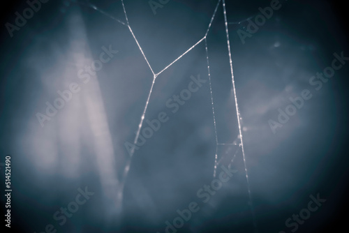 spider web with dew drops