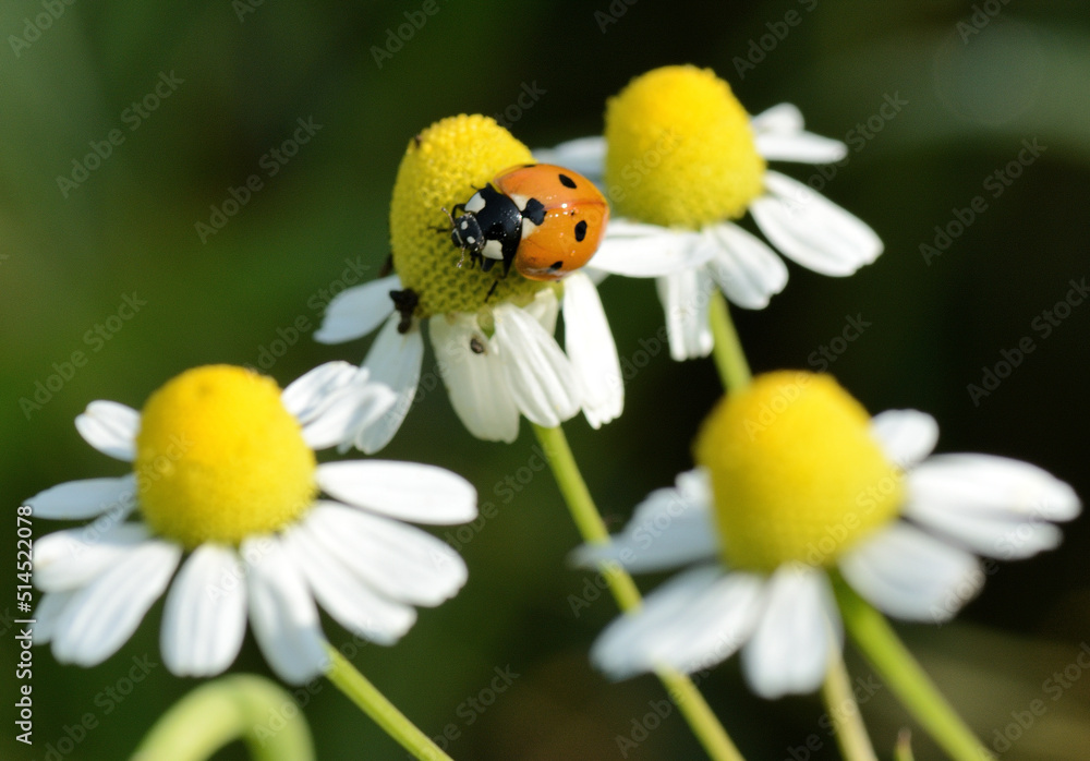Obraz premium Biedronka na kwiatku