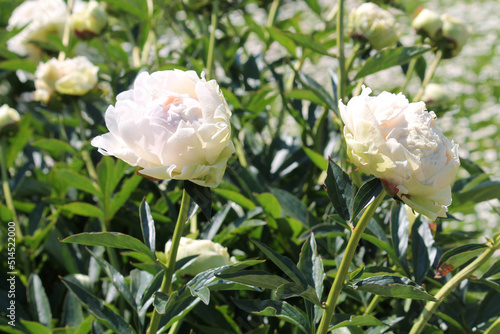 Pale pink double flowers of Paeonia lactiflora (cultivar Solange). Flowering peony in garden