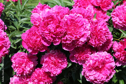 Pink double flowers of Paeonia lactiflora (cultivar Tomas S. Ware). Flowering peony in garden photo