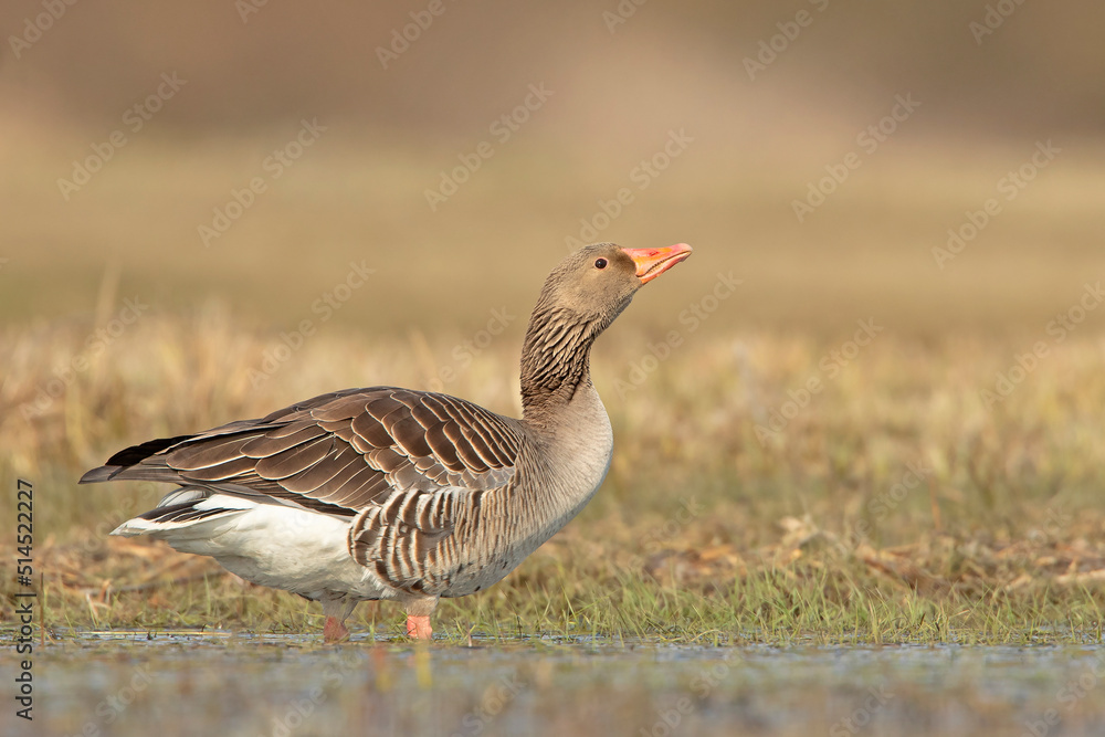 gęgawa, greylag goose, graylag goose (Anser anser)