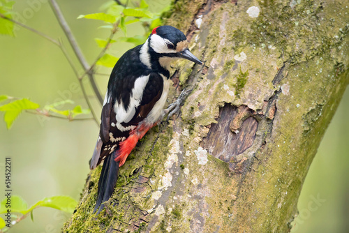 dzięcioł duży, great spotted woodpecker (Dendrocopos major) photo