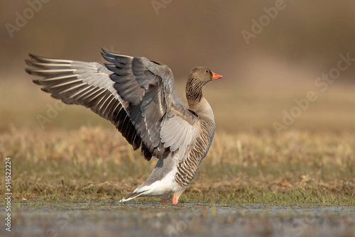 gęgawa, greylag goose, graylag goose (Anser anser) photo