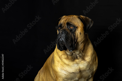 2022-06-30 A BULLMASTIFF SITTING LOKING TO THE LEFT IN THE FRAME WITH NICE EYES AND A DARK BACKGROUND © Michael J Magee