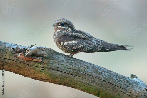 lelek, European nightjar, common goatsucker (Caprimulgus europaeus) 