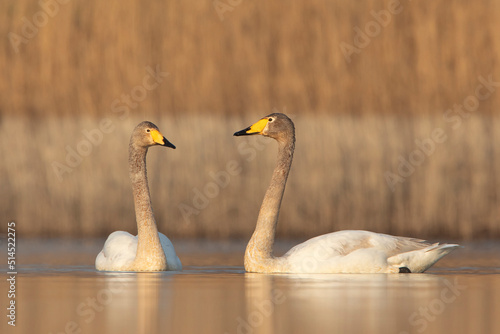 łabędź krzykliwy,  whooper swan, common swan (Cygnus cygnus)