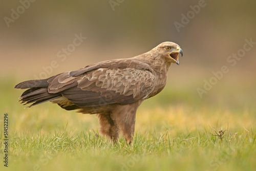 orlik krzykliwy, lesser spotted eagle (Clanga pomarina) photo
