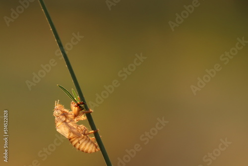 esoscheletro di cicala su un filo d'erba
