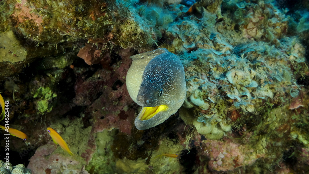 Close-up portrait of Moray with open mouth peeks out of its hiding place. Yellow-mouthed Moray Eel (Gymnothorax nudivomer) Red Sea, Egypt Close-up portrait of Moray with open mouth peeks out of its hiding place. Yellow-mouthed Moray Eel (Gymnothorax nudivomer) Red Sea, Egypt
