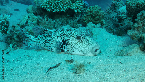 Close up of Blackspotted Puffer (Arothron stellatus) resting on sandy bottom near with coral reef. Red sea, Egypt