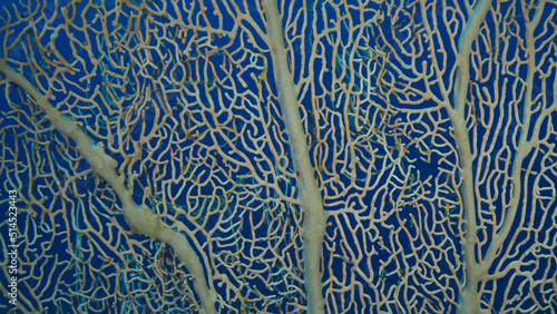 Details of the soft coral Giant Gorgonian or Sea fan (Subergorgia mollis). Close-up of coral. Red sea, Egypt