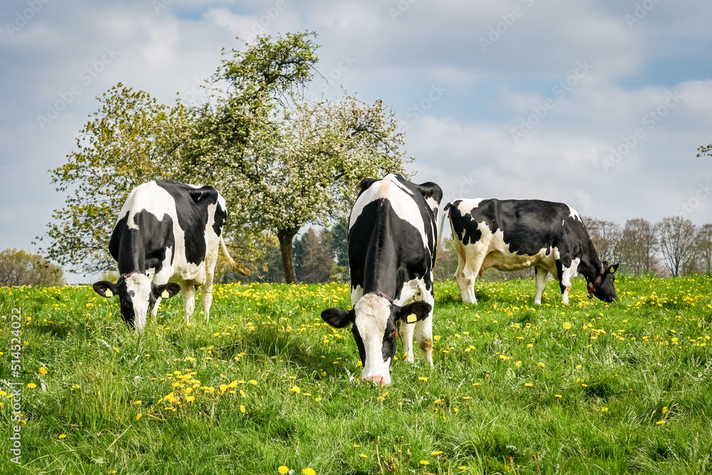 Weidemilch - Milchkühe auf der Weide. Weidemilch - Milchkühe auf der Weide.