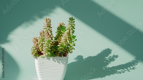 Incredible Sedum rubrotinctum Aurora, succulent in a white square pot on a blue borderless background. Shadows from the window. Blue cyclorama. Copy space. photo