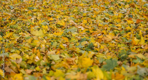 Maple autumn leaves side view in defocus