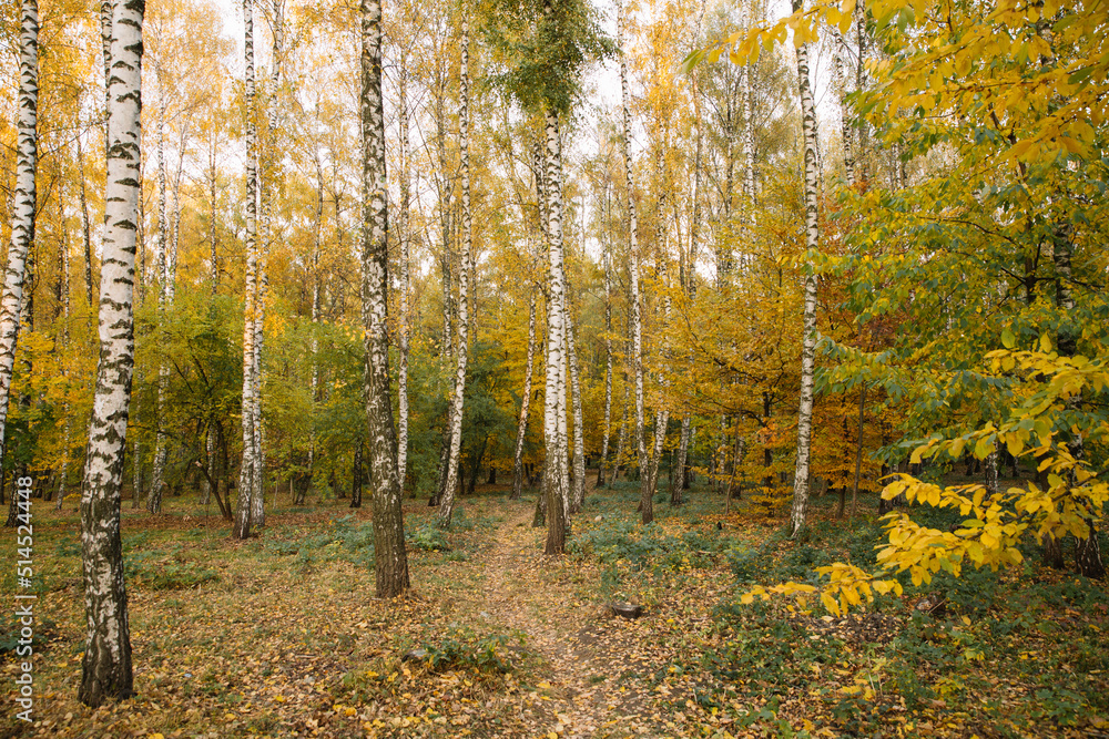 Autumn park landscape at sunset, yellow and orange leaves on branches Autumn park landscape at sunset, yellow and orange leaves on branches