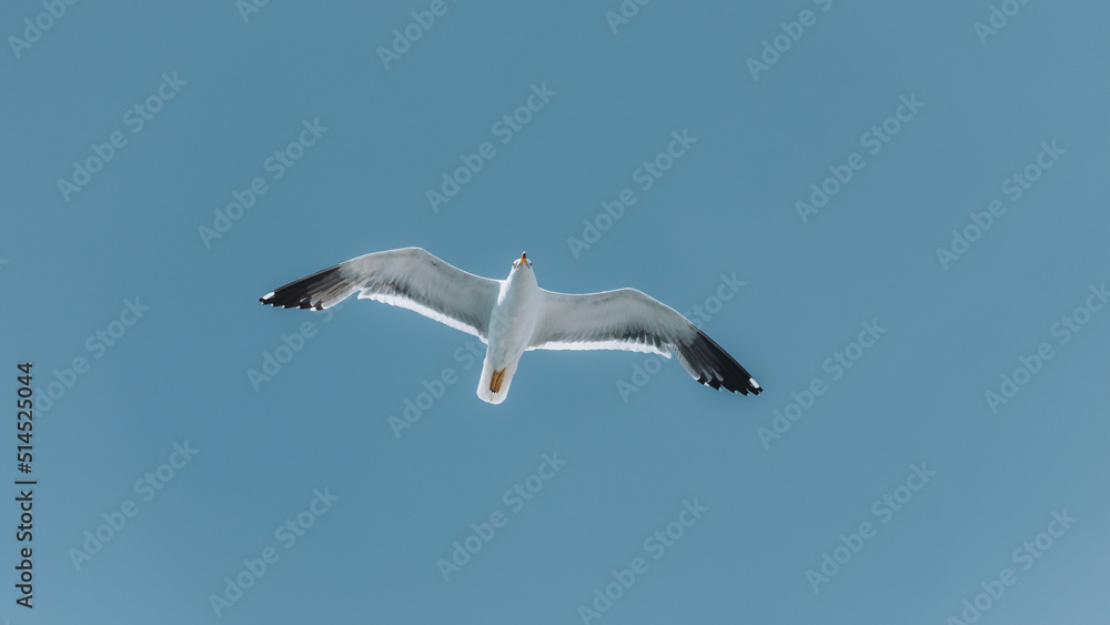 flying seagull against cloudless blue sky with copy space flying seagull against cloudless blue sky with copy space