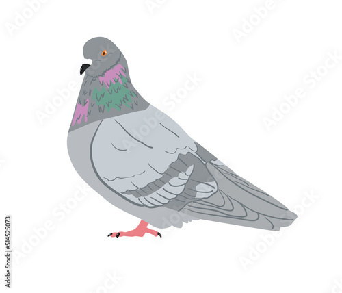 Rock dove, illustration.