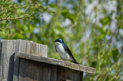 Tree Swallow perched on a Bird House