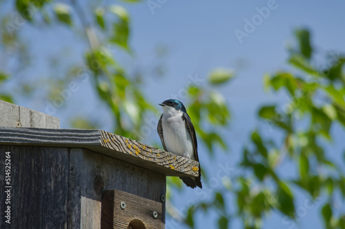 Tree Swallow perched on a Bird House