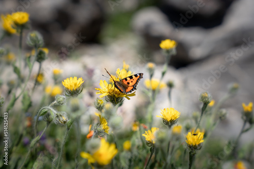 Oranger Schmetterling in Gebirgsblumen  photo