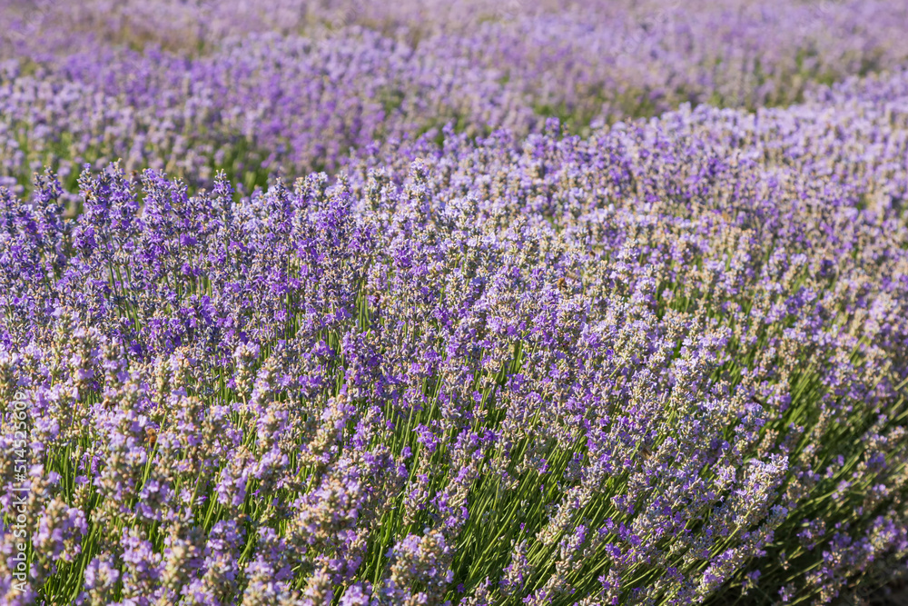 Beautiful pink fragrant lavender flower in the field. There are bees on the lavender. Beautiful pink fragrant lavender flower in the field. There are bees on the lavender.