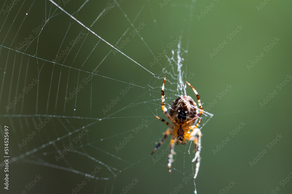 The spider climbs up the web. Close-up. The spider climbs up the web. Close-up.