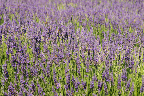 Beautiful pink fragrant lavender flower in the field. There are bees on the lavender.