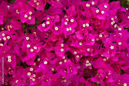 Stampa su tela Background of purple bougainvillaea flowers