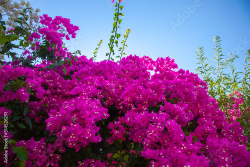 Foto Bougainvillaea. Purple bougainvillaea flowers with blue sky.