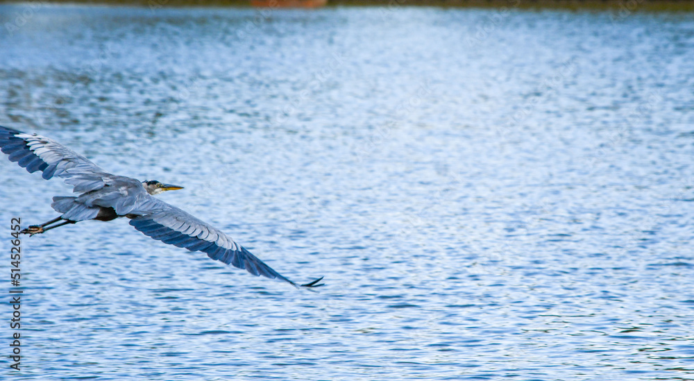 Naklejka premium Heron soaring over the lake