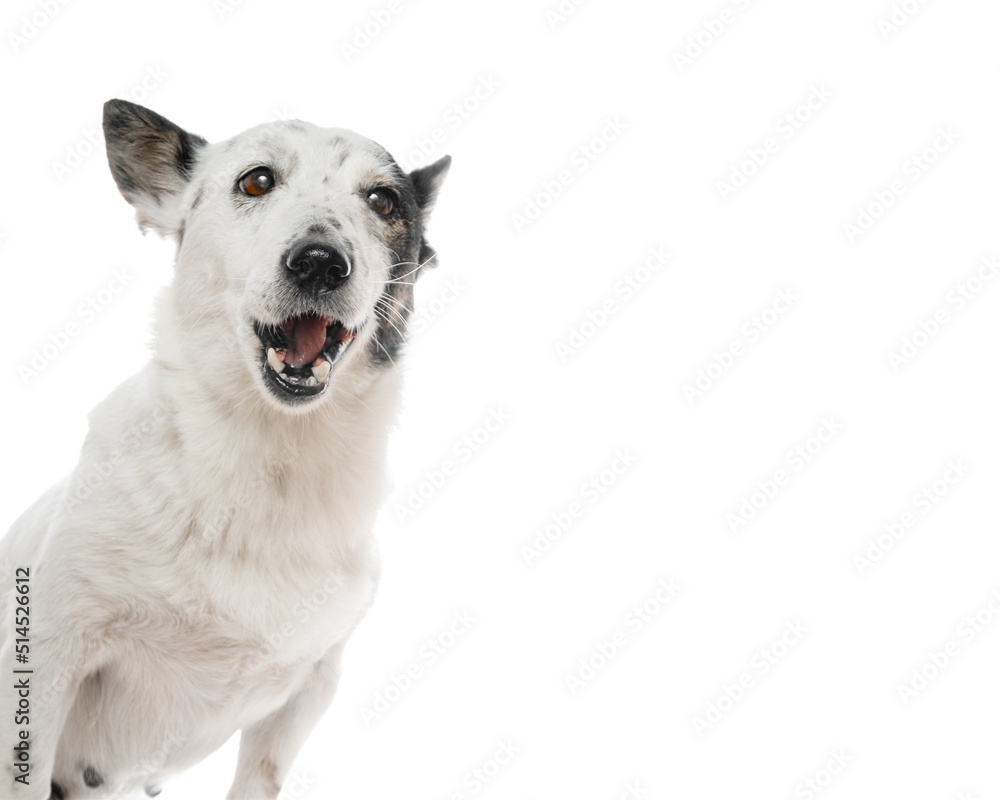 Portrait of a cute small black and white dog chewing dog food, isolated on white, copy space on the right. Portrait of a cute small black and white dog chewing dog food, isolated on white, copy space on the right.