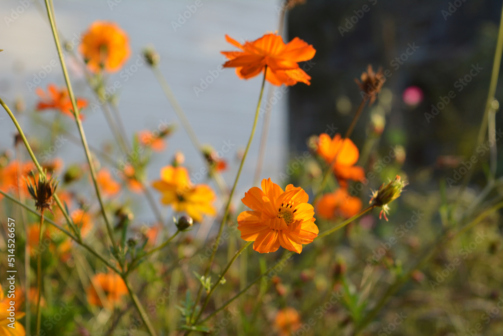 Blooming orange cosmos sulphureus with buds and flowers close-up on a blurred background of a blank wall of a country cottage.