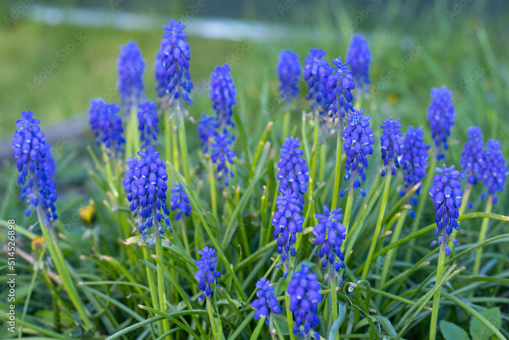 Purple, spring flowers grow in a clearing and green leaves.Spring concept, postcard, wallpaper. High quality photo Purple, spring flowers grow in a clearing and green leaves.Spring concept, postcard, wallpaper. High quality photo
