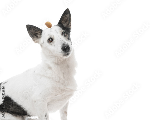 Close up shot of an adorable small black and white dog catching a kibble of dog food, isolated on white, copy space on the left.