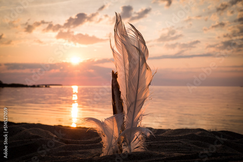 Feathers at sunset. Nature art. White weathers on a beach. photo