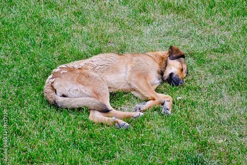 Stray dog are sleeping on green grass lawn at warm and sunny summer day. Homeless dog outdoors. © Олег Арюткин
