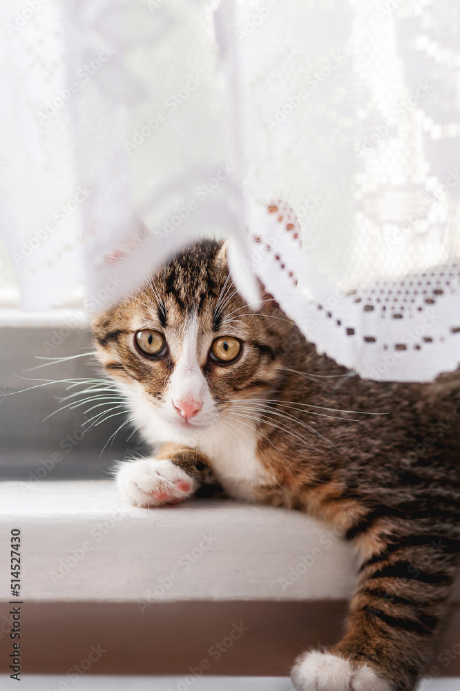 Cute kitten is hiding on window sill behind laced curtains. Fluffy pet at home.