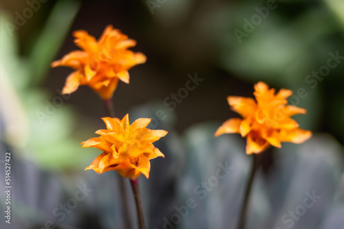 Goeppertia crocata or Calathea crocata, the saffron-coloured calathea. Beautiful orange flower with green leaves. photo
