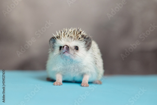 Cute hedgehog. Portrait of pretty curious muzzle of animal. Favorite pets. Atelerix, African hedgehogs. Selective focus. High quality photo