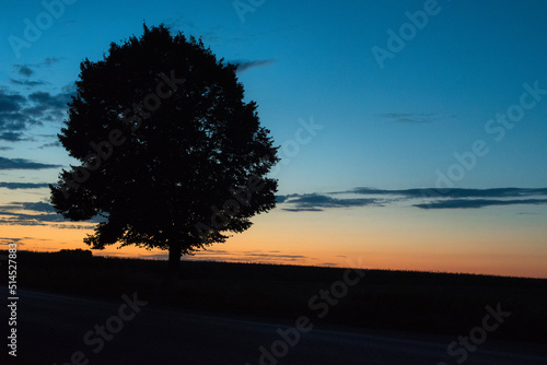 Silhouette of a lone tree in a field during sunset.