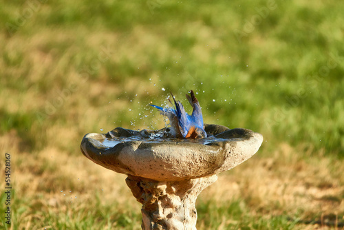 Male Eastern Bluebird Bathing in Birdbath with visible water droplets. Springtime in the Texas desert photo