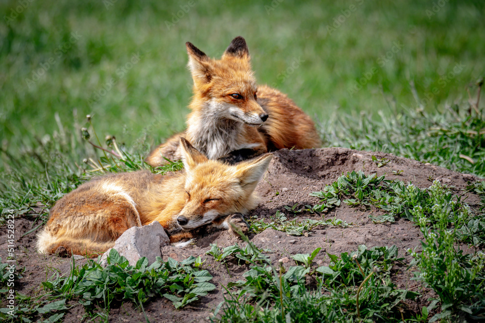 two red fox cub laying in grass