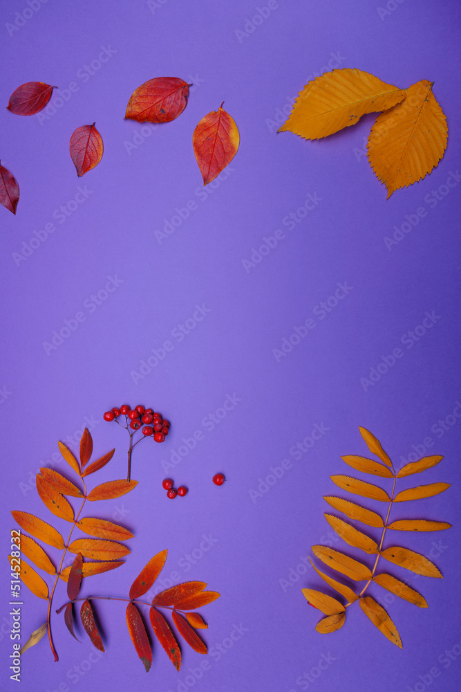 Pattern of autumn leaves, yellow rowan leaves, layout on a purple background, top view.