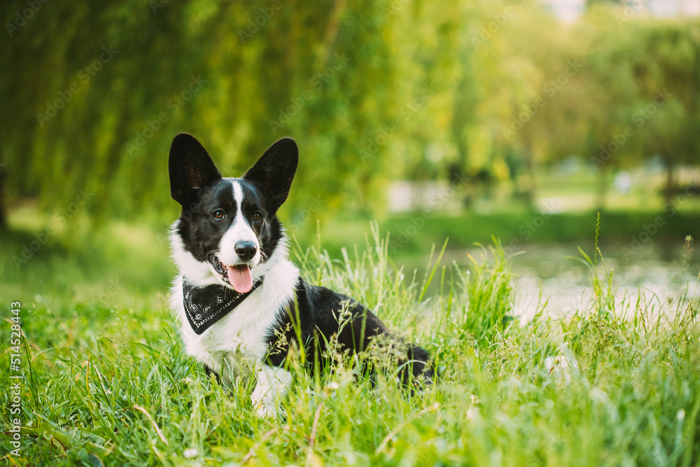 Funny Cardigan Welsh Corgi Dog Sitting In Green Summer Grass Near Lake Under Tree Branches In Park. Welsh Corgi Is A Small Type Of Herding Dog That Originated In Wales. Summertime. Summertime Funny Cardigan Welsh Corgi Dog Sitting In Green Summer Grass Near Lake Under Tree Branches In Park. Welsh Corgi Is A Small Type Of Herding Dog That Originated In Wales. Summertime. Summertime