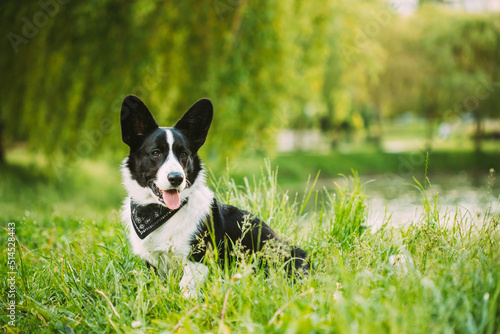 Funny Cardigan Welsh Corgi Dog Sitting In Green Summer Grass Near Lake Under Tree Branches In Park. Welsh Corgi Is A Small Type Of Herding Dog That Originated In Wales. Summertime. Summertime