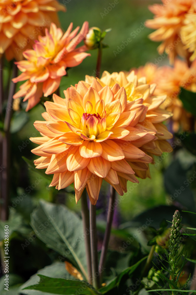 Blooming orange and yellow dahlia flower Blooming orange and yellow dahlia flower