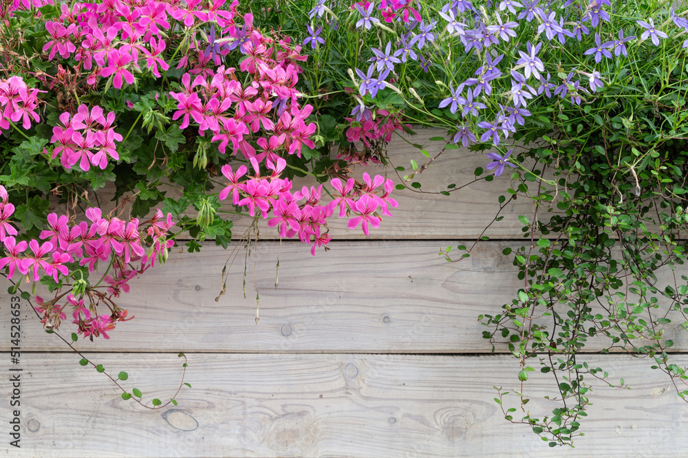 Colourful flower background. Blooming geranium and timber fence
